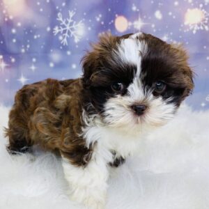sadie-300x300 Sadie (Female) Shih Tzu $1899.99 (Found Loving Home)
