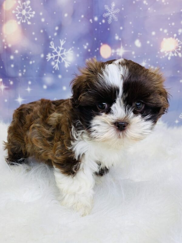 sadie-600x800 Sadie (Female) Shih Tzu $1899.99 (Found Loving Home)