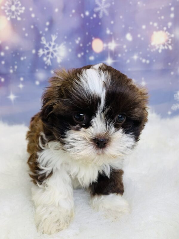 sadie1-600x800 Sadie (Female) Shih Tzu $1899.99 (Found Loving Home)