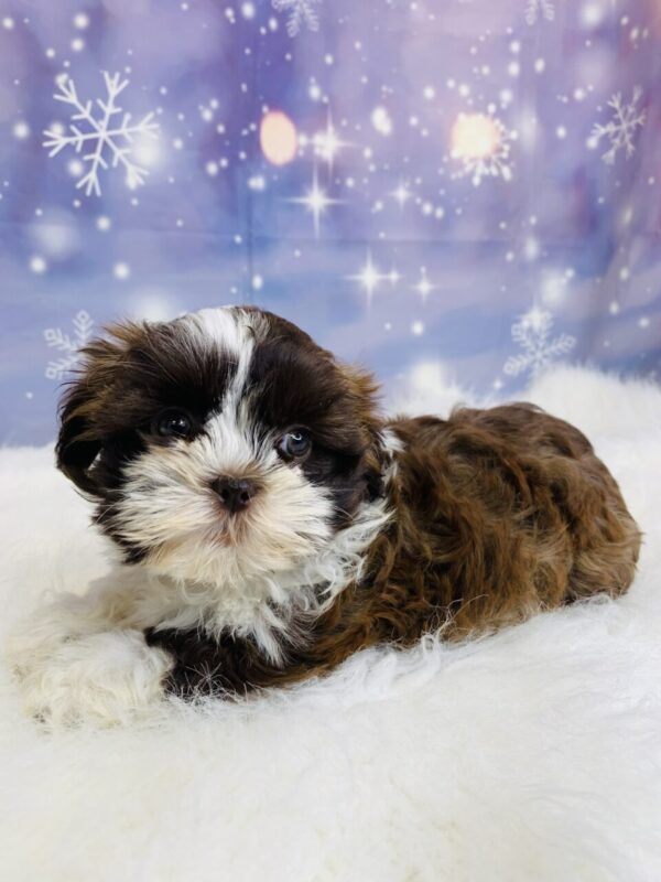 sadie2-600x800 Sadie (Female) Shih Tzu $1899.99 (Found Loving Home)