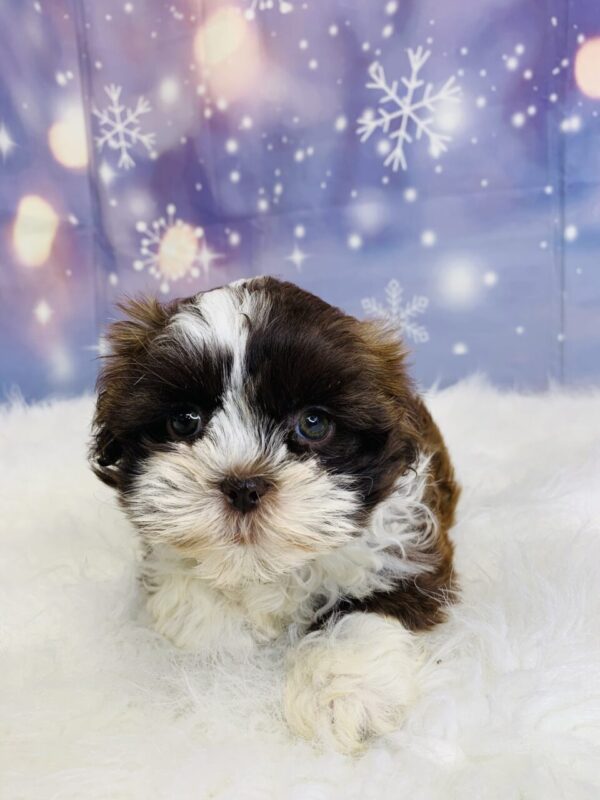 sadie3-600x800 Sadie (Female) Shih Tzu $1899.99 (Found Loving Home)