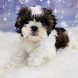sage-300x300 Sage (Female) Shih Tzu $1499.99 (Found Loving Home)