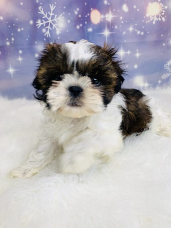 sage-600x800 Sage (Female) Shih Tzu $1499.99 (Found Loving Home)