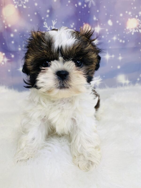 sage1-600x800 Sage (Female) Shih Tzu $1499.99 (Found Loving Home)