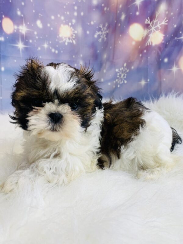 sage2-600x800 Sage (Female) Shih Tzu $1499.99 (Found Loving Home)