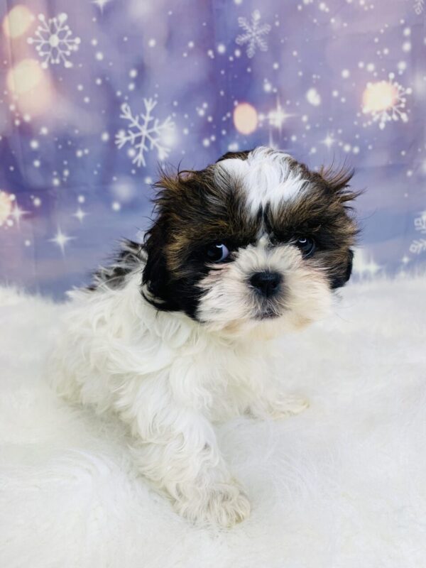 sage3-600x800 Sage (Female) Shih Tzu $1499.99 (Found Loving Home)