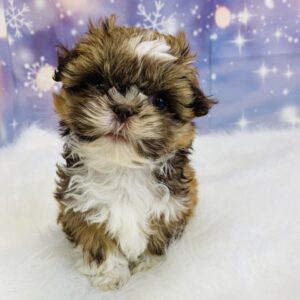 samantha-300x300 Samantha (Female) Shih Tzu $1499.99 (Found Loving Home)