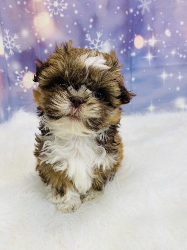 samantha-600x800 Samantha (Female) Shih Tzu $1499.99 (Found Loving Home)