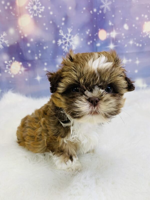 samantha1-600x800 Samantha (Female) Shih Tzu $1499.99 (Found Loving Home)
