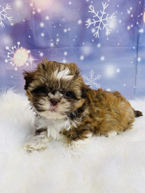 samantha2-600x800 Samantha (Female) Shih Tzu $1499.99 (Found Loving Home)