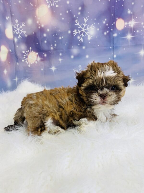 samantha3-600x800 Samantha (Female) Shih Tzu $1499.99 (Found Loving Home)