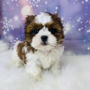 sarah-300x300 Sarah (Female) Shih Tzu $1899.99 (Found Loving Home)