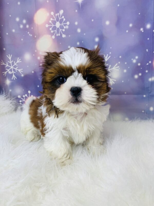 sarah-600x800 Sarah (Female) Shih Tzu $1899.99 (Found Loving Home)