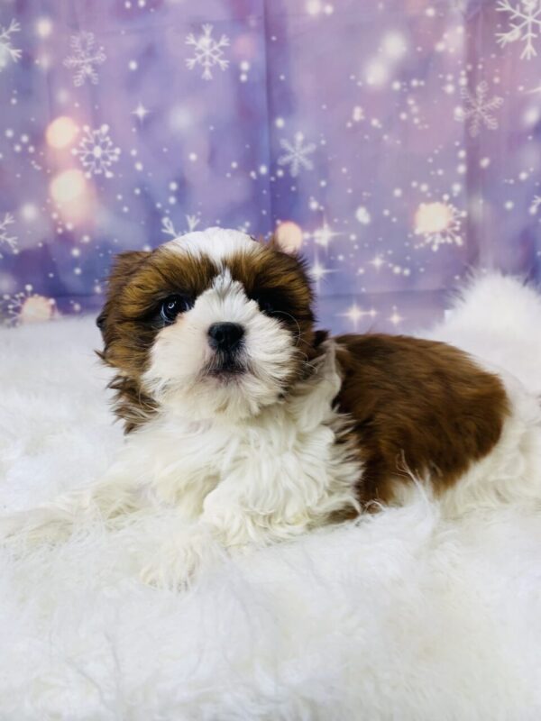 sarah1-600x800 Sarah (Female) Shih Tzu $1899.99 (Found Loving Home)