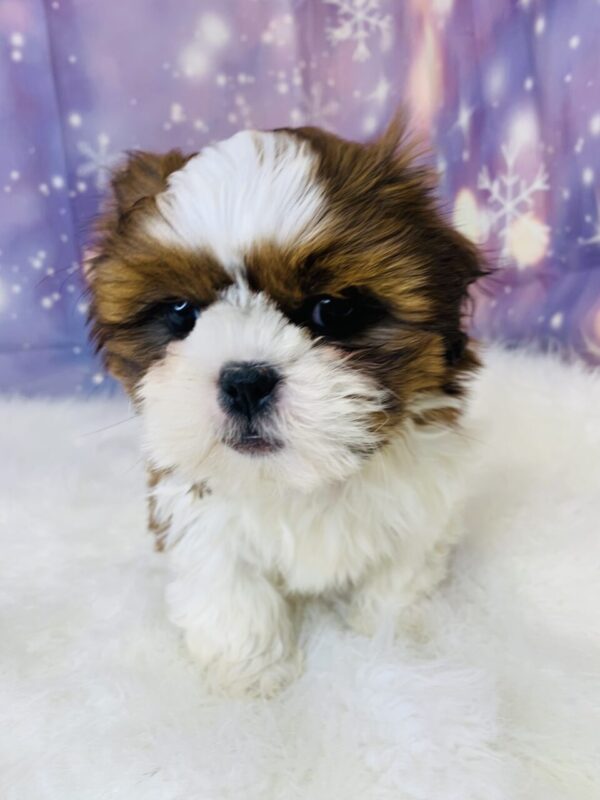sarah2-600x800 Sarah (Female) Shih Tzu $1899.99 (Found Loving Home)