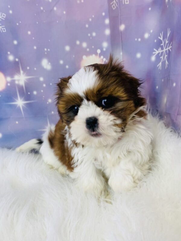 sarah3-600x800 Sarah (Female) Shih Tzu $1899.99 (Found Loving Home)