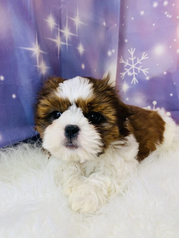 sarah4-600x800 Sarah (Female) Shih Tzu $1899.99 (Found Loving Home)