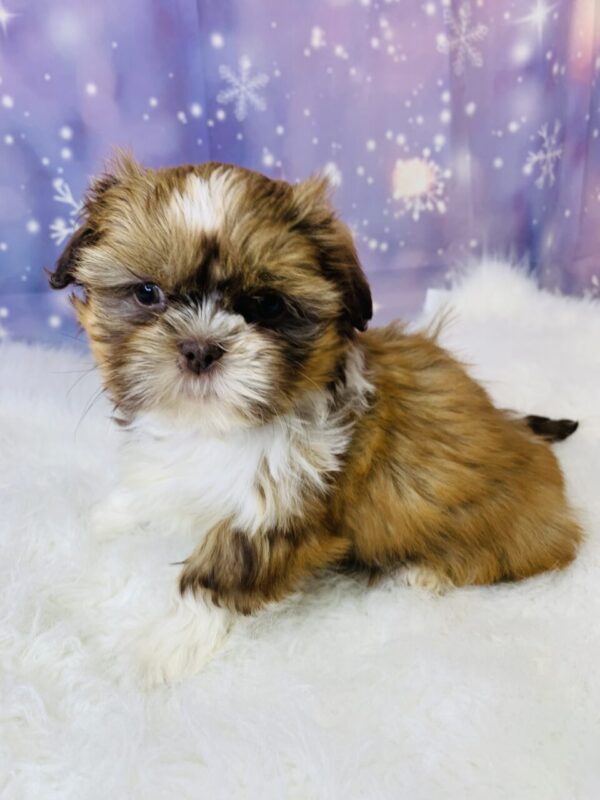 slater-600x800 Slater (Male) Shih Tzu $1899.99 (Found Loving Home)