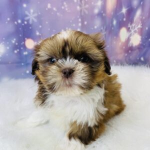 slater1-300x300 Slater (Male) Shih Tzu $1899.99 (Found Loving Home)