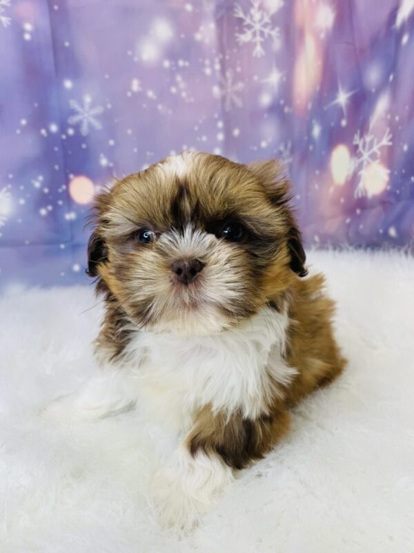 slater1-600x800 Slater (Male) Shih Tzu $1899.99 (Found Loving Home)