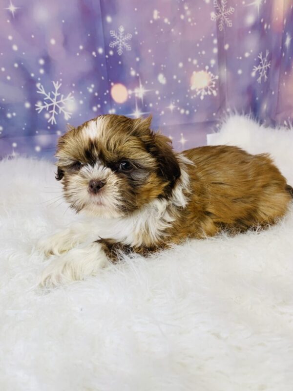 slater2-600x800 Slater (Male) Shih Tzu $1899.99 (Found Loving Home)