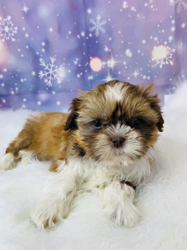 slater3-600x800 Slater (Male) Shih Tzu $1899.99 (Found Loving Home)