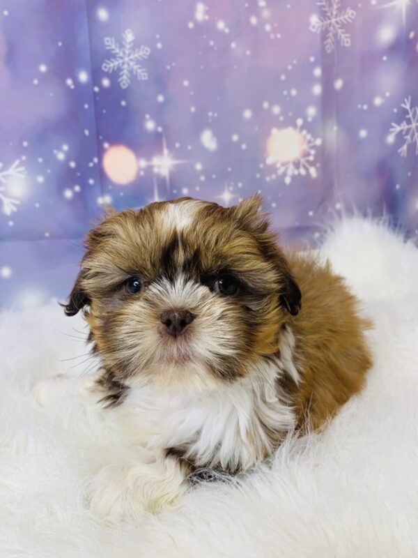 slater4-600x800 Slater (Male) Shih Tzu $1899.99 (Found Loving Home)