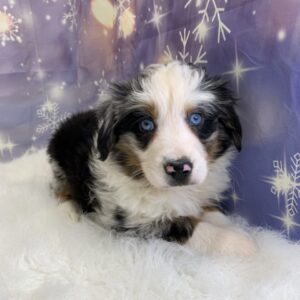 abby-300x300 Abby (Female) Australian Shepherd $1999.99 (Found Loving Home)