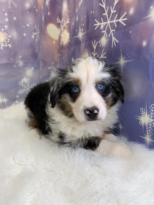 abby-600x800 Abby (Female) Australian Shepherd $1999.99 (Found Loving Home)