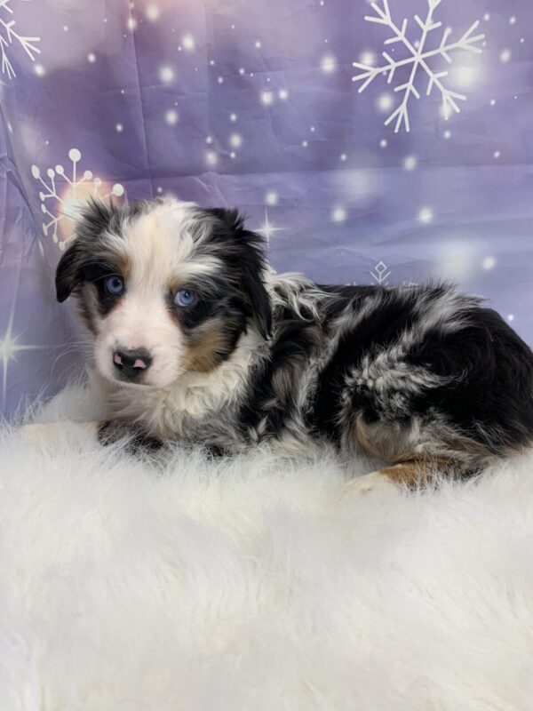 abby1-600x800 Abby (Female) Australian Shepherd $1999.99 (Found Loving Home)