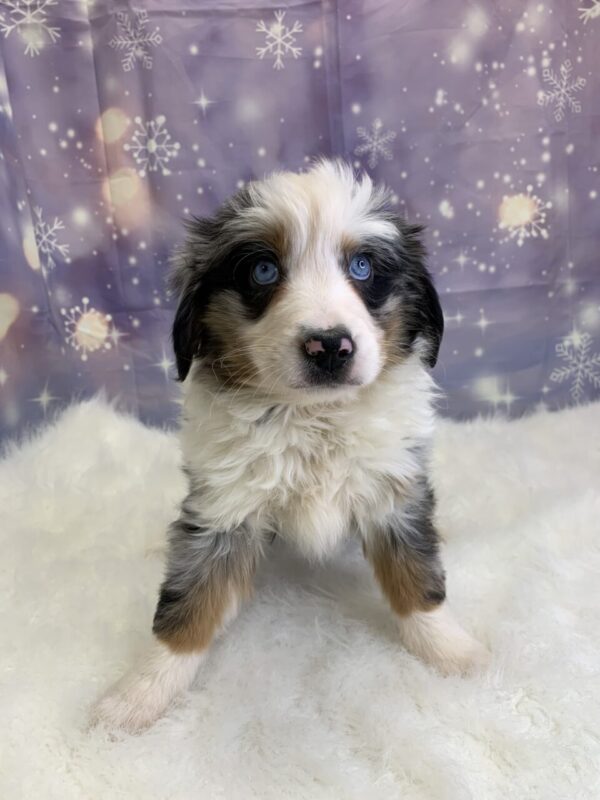 abby2-600x800 Abby (Female) Australian Shepherd $1999.99 (Found Loving Home)