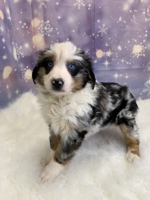 abby3-600x800 Abby (Female) Australian Shepherd $1999.99 (Found Loving Home)