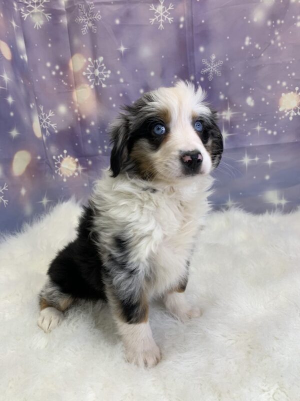 abby4-600x800 Abby (Female) Australian Shepherd $1999.99 (Found Loving Home)