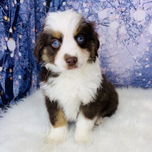 adele-300x300 Adele (Female) Australian Shepherd, Mini $1899.99(Found Loving Home)
