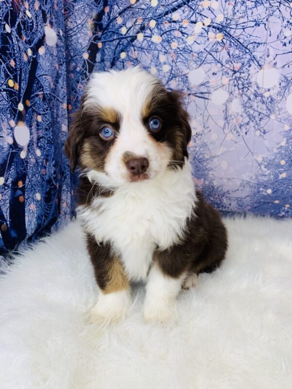 adele-600x800 Adele (Female) Australian Shepherd, Mini $1899.99(Found Loving Home)