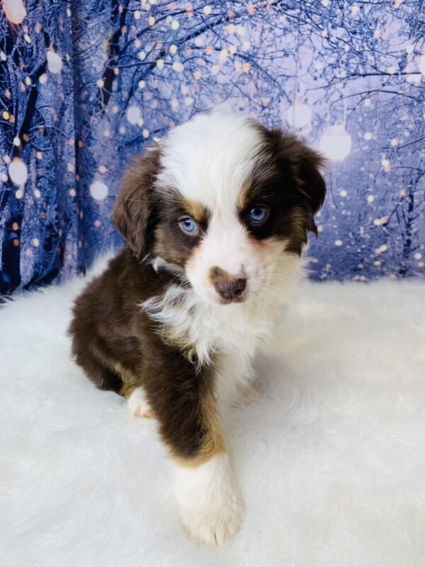 adele1-600x800 Adele (Female) Australian Shepherd, Mini $1899.99(Found Loving Home)