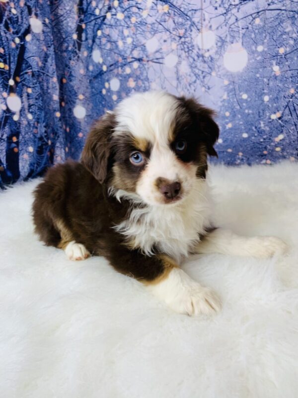 adele2-600x800 Adele (Female) Australian Shepherd, Mini $1899.99(Found Loving Home)