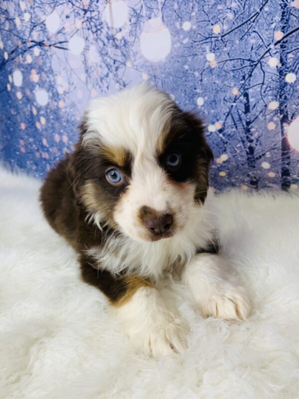 adele3-600x800 Adele (Female) Australian Shepherd, Mini $1899.99(Found Loving Home)