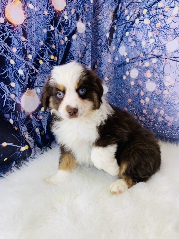 adele4-600x800 Adele (Female) Australian Shepherd, Mini $1899.99(Found Loving Home)
