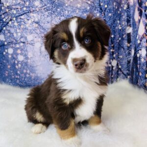 aiden-300x300 Aiden (Male) Australian Shepherd, Mini $1499.99 (Found Loving Home)