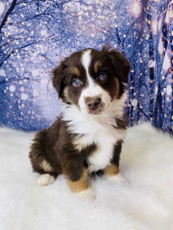 aiden-600x800 Aiden (Male) Australian Shepherd, Mini $1499.99 (Found Loving Home)