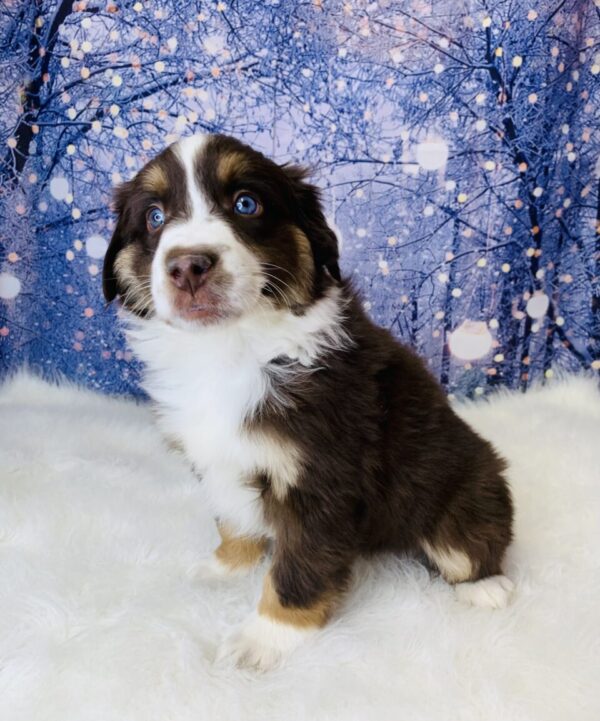 aiden1-600x721 Aiden (Male) Australian Shepherd, Mini $1499.99 (Found Loving Home)