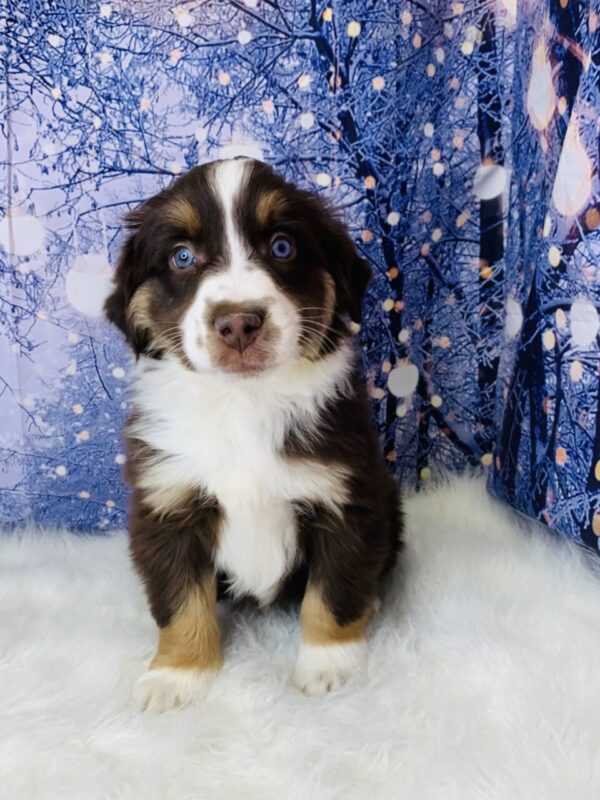 aiden2-600x800 Aiden (Male) Australian Shepherd, Mini $1499.99 (Found Loving Home)