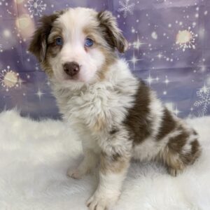 alexandra-300x300 Alexandra (Female) Australian Shepherd $1499.99 (Found Loving Home)