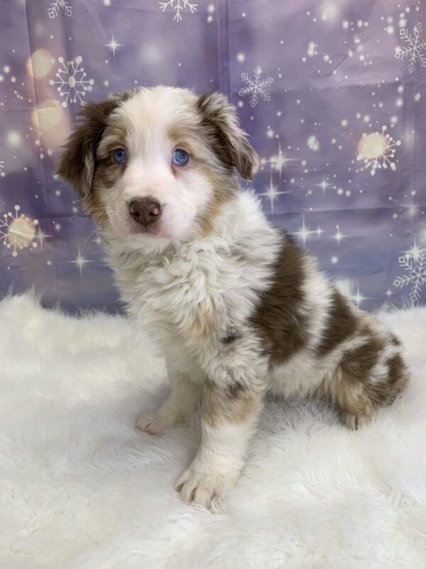 alexandra-600x800 Alexandra (Female) Australian Shepherd $1499.99 (Found Loving Home)