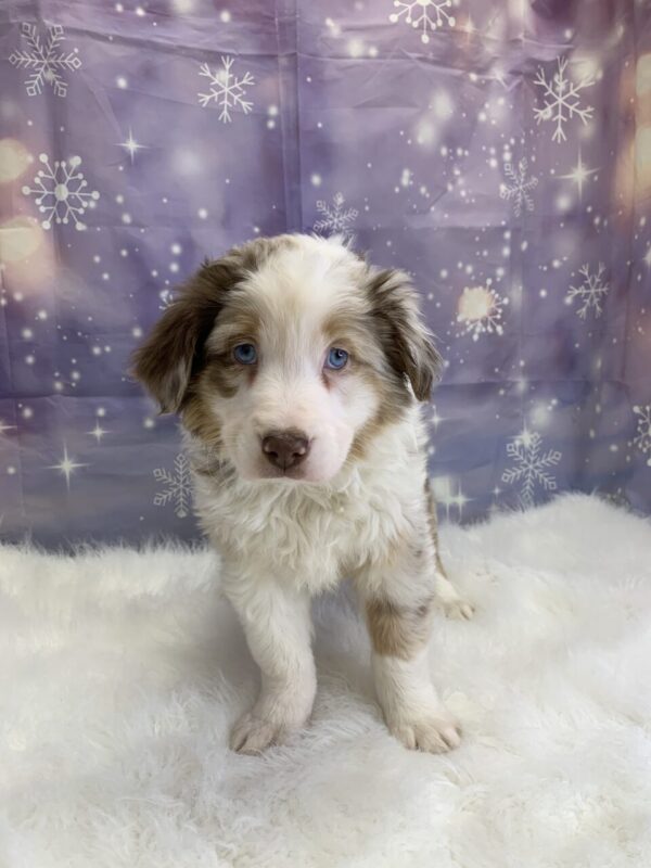alexandra1-600x800 Alexandra (Female) Australian Shepherd $1499.99 (Found Loving Home)