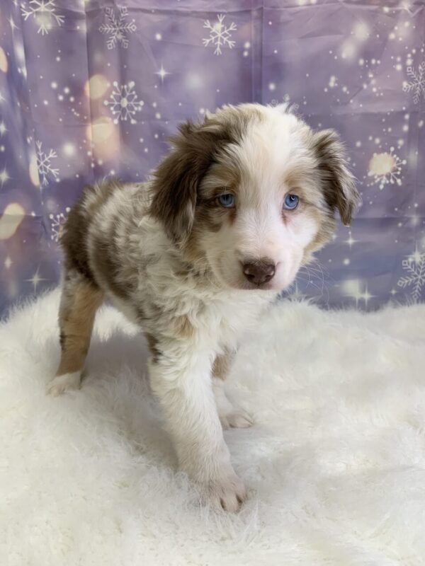 alexandra2-600x800 Alexandra (Female) Australian Shepherd $1499.99 (Found Loving Home)