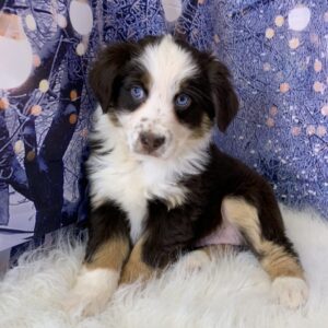 alice-300x300 Alice (Female) Australian Shepherd $1499.99 (Found Loving Home)