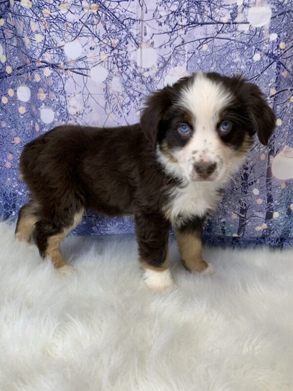 alice1-600x800 Alice (Female) Australian Shepherd $1499.99 (Found Loving Home)