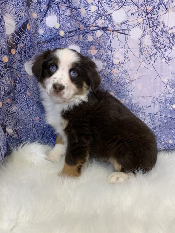 alice2-600x800 Alice (Female) Australian Shepherd $1499.99 (Found Loving Home)